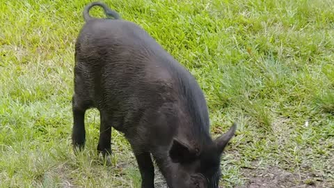 Wild Bore in Hawaii finds his way to us feeding him