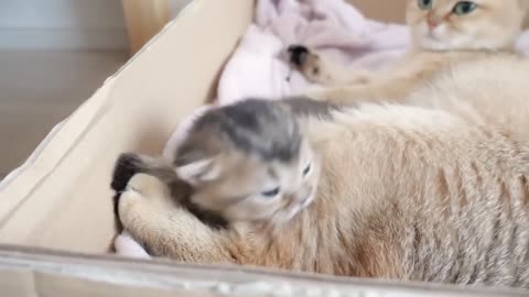 Mother cat's hug is so intense