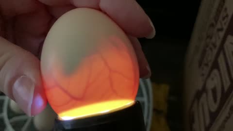 Ayam Cemani Egg Reveal