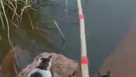 fishing with cats