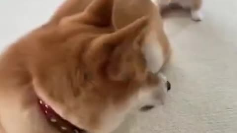 Kitten Playing With Big Dog Shibe