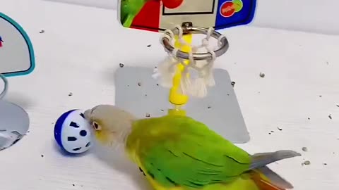 The little green parrot plays basketball alone - he plays the best basketball