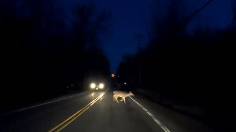 Deer Crossing