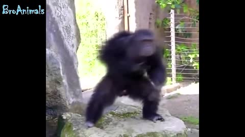 funny video of monkeys