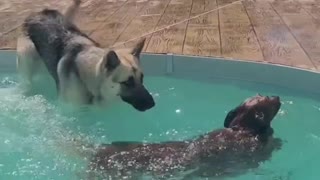 Pup accidentally falls right into the pool