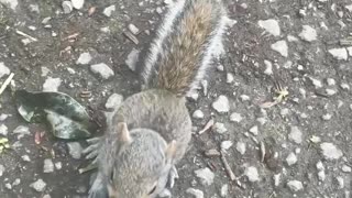 Adorable Baby Squirrel