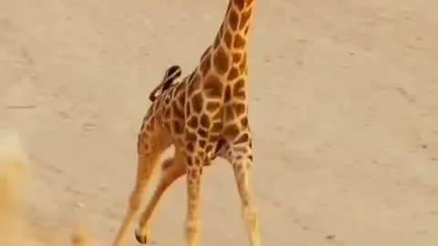 Giraffe attack lion 🦁 🦒