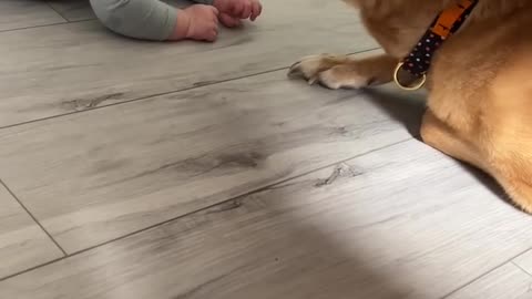 Dog meet little baby after a year see reaction