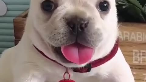 Best Amazing dog baby cute video