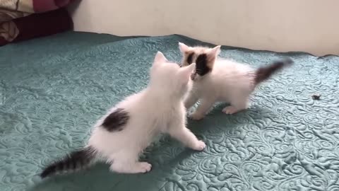 Cute kitten playing