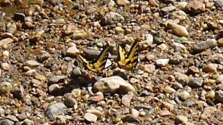 Butterflies at Patapsco State Park.