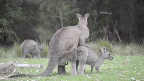 Australian Wildlife_ Mating Kangaroos