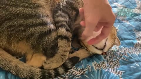 Cat raised with an enabler, so what he does next will shock you