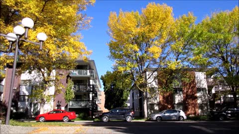 Morning Day In Alley Cars Pass by around Neighbor Beautiful Trees