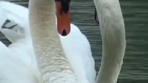 Swan returned to his partner after two weeks in the rescue center