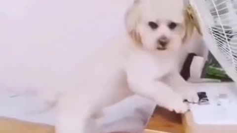 Cute And Smart Dog In The World Videos