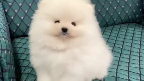 The fluffiest of fluff balls!!