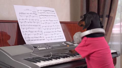 Different Musical Tastes! Cute & funny dachshund dog video!
