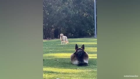 Who is The Boss - - FUNNIEST German Shepherd Dog Video 🤣