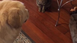 Dog Waits for Kitty to Eat First