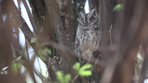 A scops Owl roosted on the tree