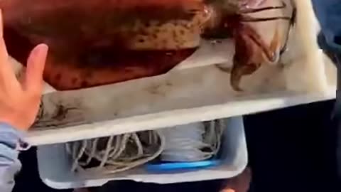 Apparently this is the most humane way to kill a squid.