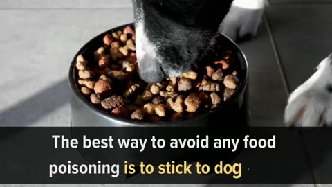 Common Foods That Will Kill Your Dog
