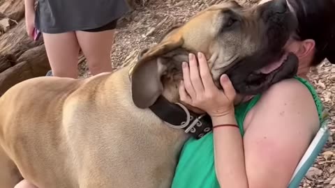 Big Boerboel taking cuddles