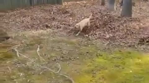 Funny Clumsy Dogs That Made My Day