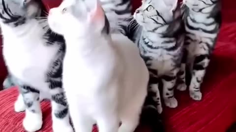 Superb cute kittens loved so much