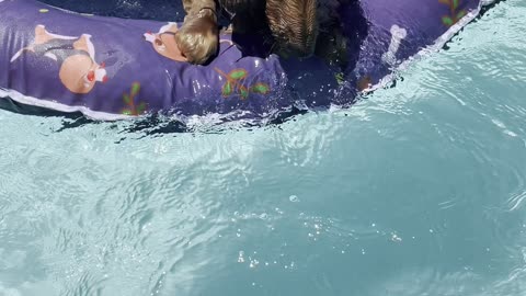 Sausage dog loves his new pool floaty