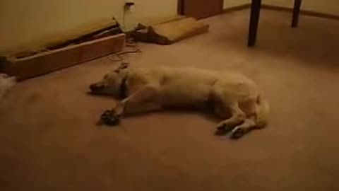 Funny sleepwalking dog!!