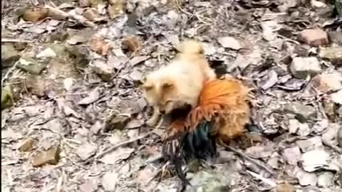 Chicken VS Dog Fight Funny Video