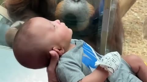 Curious orangutan taps glass, inspects baby at Louisville Zoo