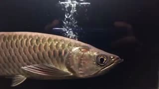 golden jardini arowana