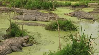 Gators in Bama!