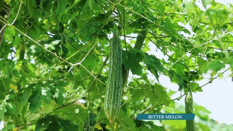 Creative Methods to Grow Organic Vegetables on a Free-range Farm!Harvesting fresh organic vegetables