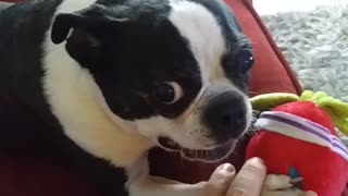 Boston Terrier Guards His Toy.