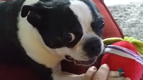 Boston Terrier Guards His Toy.