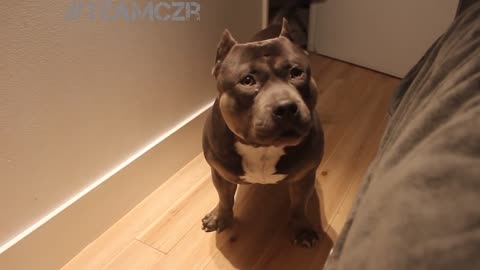 Talking dog kCzr. American Bully is so smart!