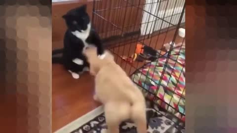 Puppy Tries to Make Friends With Cat