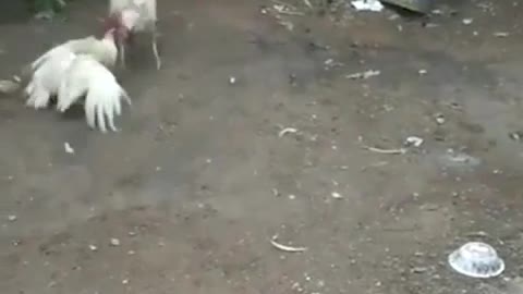 ‘Người hòa giải kiên trì nhất năm’: Chú chó can ngăn khi thấy hai gà trống xung đột
