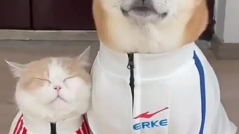 #Dog&cat# cute and funny video #viral#short video#