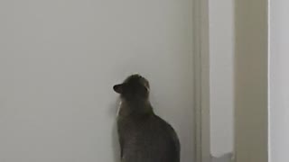 Cat can't figure out how to open the door