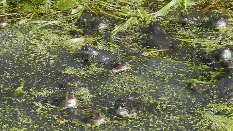 Frogs Amphibian Family sweep Moving In Lake