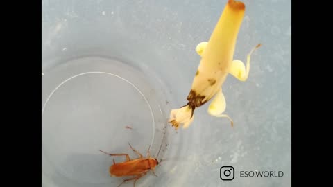 ORCHID MANTIS VS COCKROACH