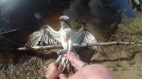 Rescuing an Entangled Hawk From Fishing Line