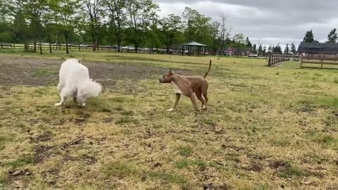 German Shepherd Attacks Pitbull natural reaction