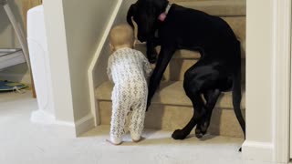 Protective Pup Keeps Kid From Climbing