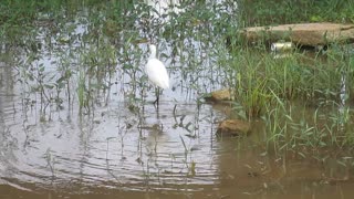 Little Egret 3